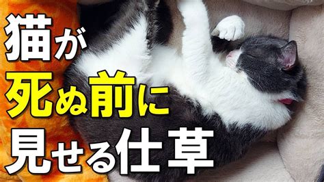 猫死|猫の死期が近いことを知る方法: 15 ステップ (画像あ。